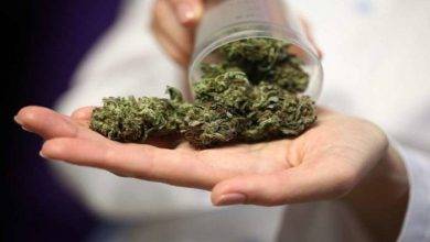 Bubba Kush A Cannabis Strain For The Truly Dedicated