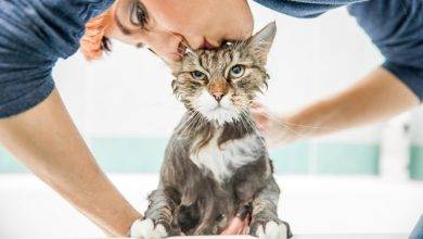 Things You Need to Take Care of Before You Bathe Your Cat