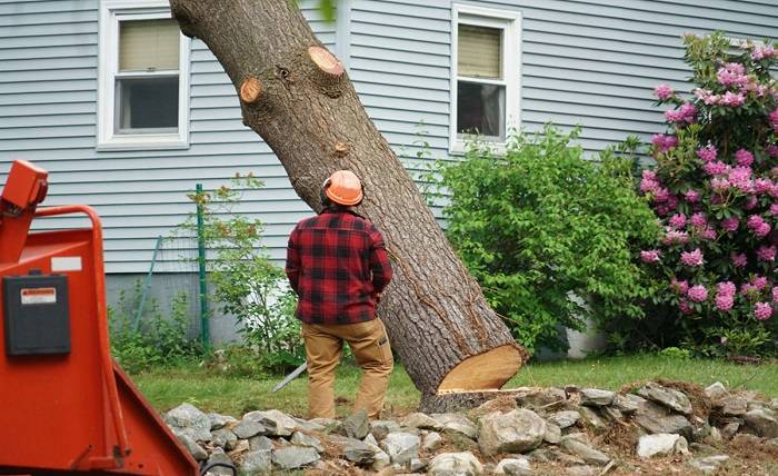 What Is the Average Cost of Tree Removal
